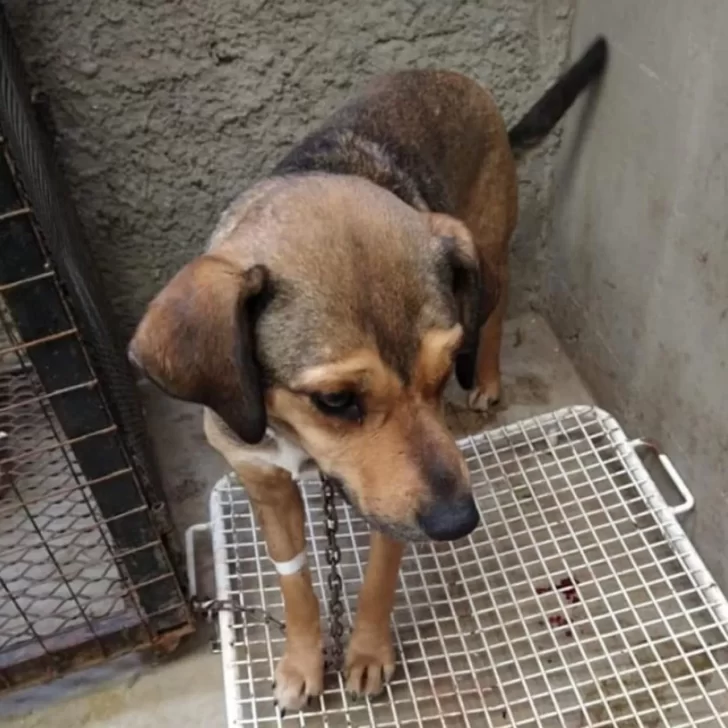 Desollaron viva a una perrita en Pico Truncado