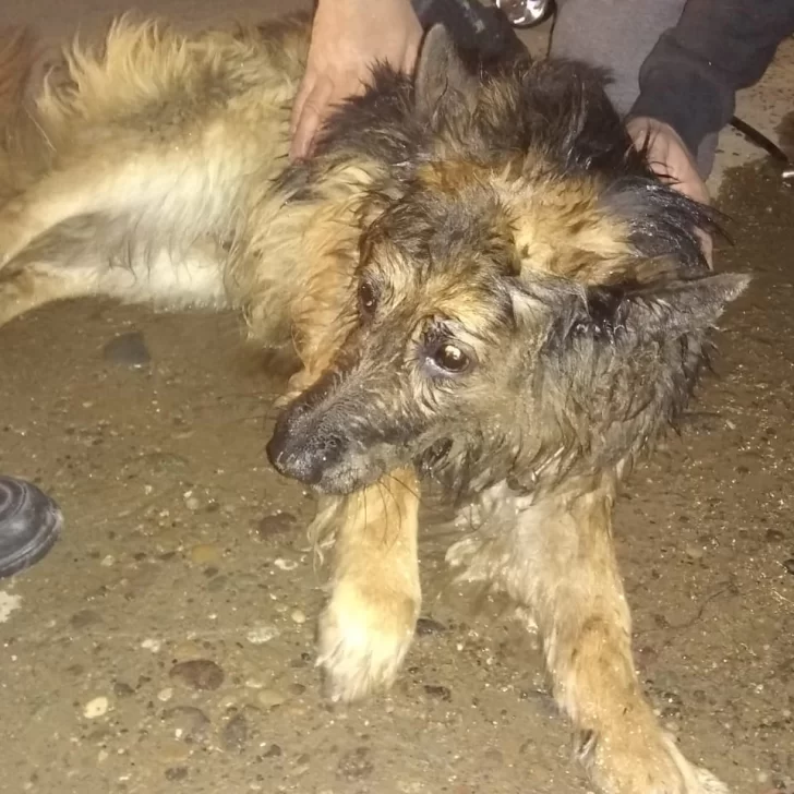 Otra vez los perros sueltos: una mujer fue atacada mientras caminaba con su hija