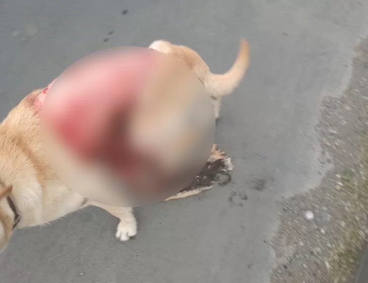 Conmoción: vecina halló un perro despellejado y tuvieron que sacrificarlo
