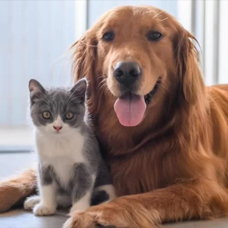 Veterinarios advierten cuadros graves en perros y gatos por la cepa británica de Covid-19