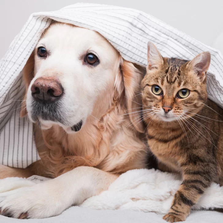 Preparan vacunas anticovid para perros y gatos: “Nos espera otra ronda de la pandemia” Preparan vacunas anticovid para perros y gatos: “Nos espera otra ronda de la pandemia”