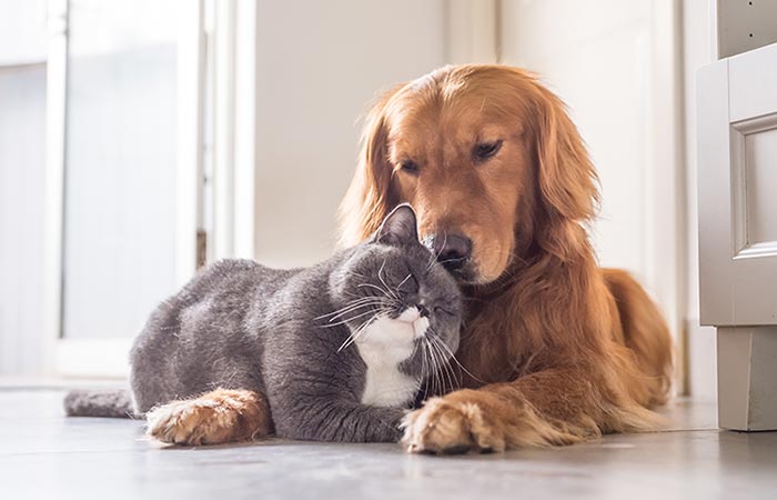 ¿Por qué hoy se celebra el día del Animal?