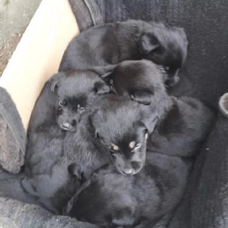 Dejaron seis cachorros abandonados en la puerta del veterinario Basualto y busca darlos en adopción Dejaron seis cachorros abandonados en la puerta del veterinario Basualto y busca darlos en adopción