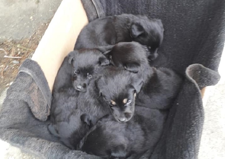 Dejaron seis cachorros abandonados en la puerta del veterinario Basualto y busca darlos en adopción Dejaron seis cachorros abandonados en la puerta del veterinario Basualto y busca darlos en adopción