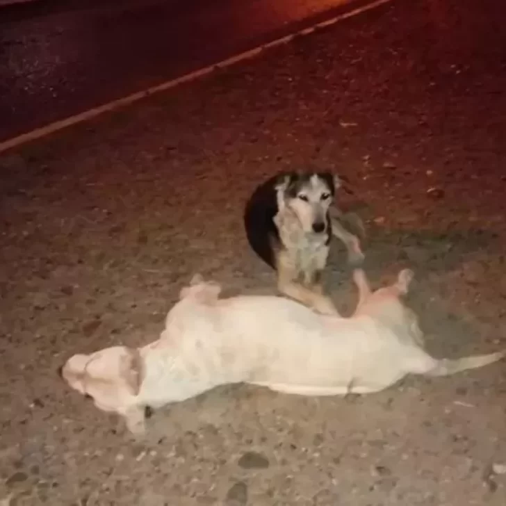 Conmovedor: un perro fue atropellado y su amigo lo acompañó hasta que murió