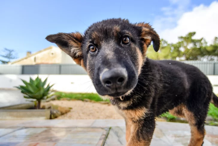 Día Nacional del Perro: ¿Por qué se celebra este 2 de junio en Argentina?