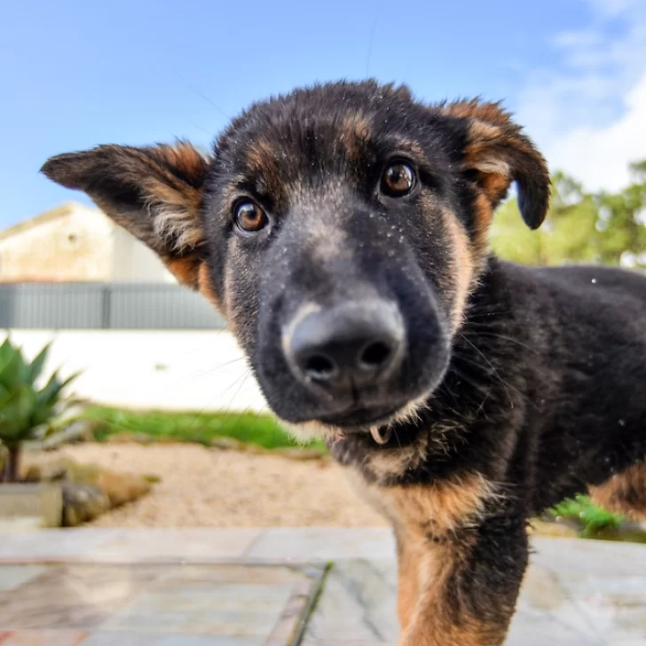 Día Nacional del Perro: ¿Por qué se celebra este 2 de junio en Argentina?