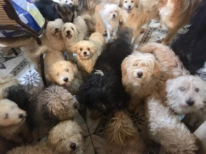 Una mujer cuidaba 130 perros en su casa, tuvo un ACV y piden ayuda urgente para sus mascotas