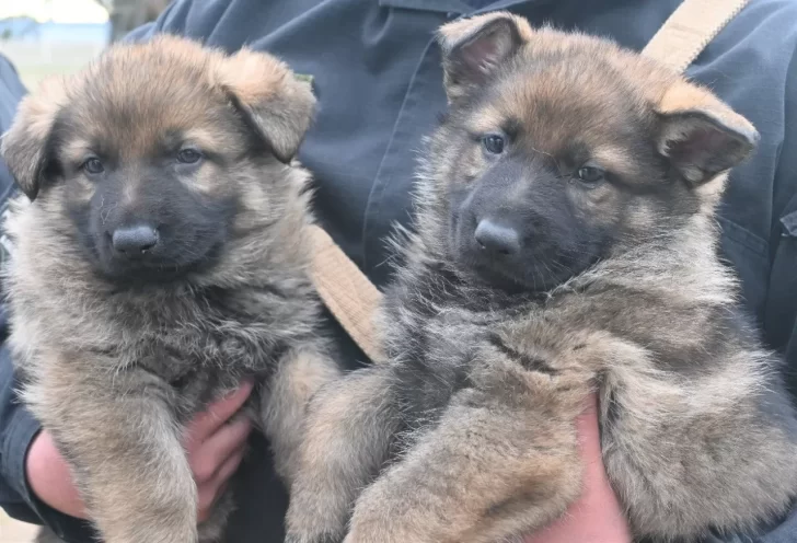 Nacieron los Paw Patrol, los perritos de la policía: ¿qué nombres les pondrías?