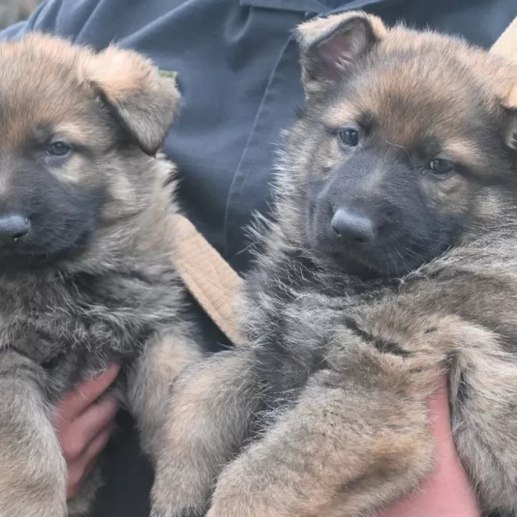 Nacieron los Paw Patrol, los perritos de la policía: ¿qué nombres les pondrías?