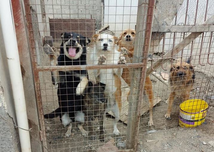 Tiene 30 perros rescatados y pasan hasta tres días sin comer: pide ayuda urgente