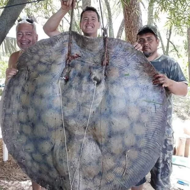 Pescaron una raya de 153 kilos Pescaron una raya de 153 kilos