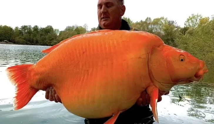 Un hombre capturó un pez dorado gigante de 60 kilos y podría batir el récord mundial