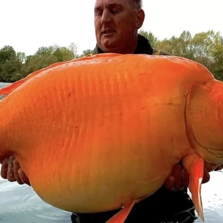 Un hombre capturó un pez dorado gigante de 60 kilos y podría batir el récord mundial