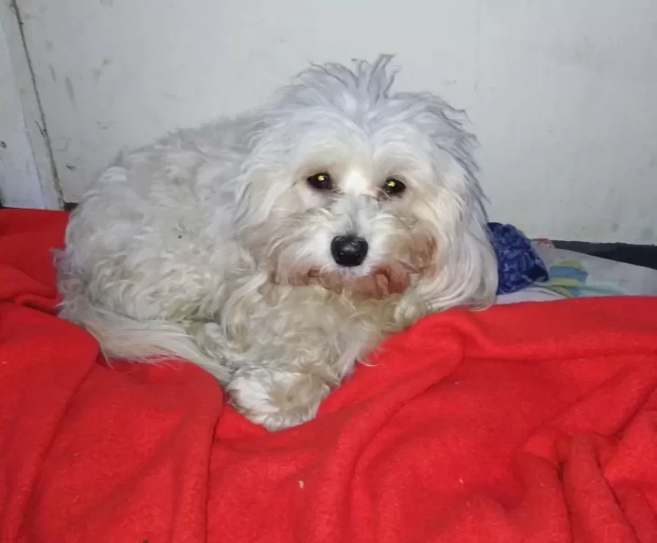 Perrito le salvó la vida a “Pichicho”, un caniche que cayó al precipicio por un barranco