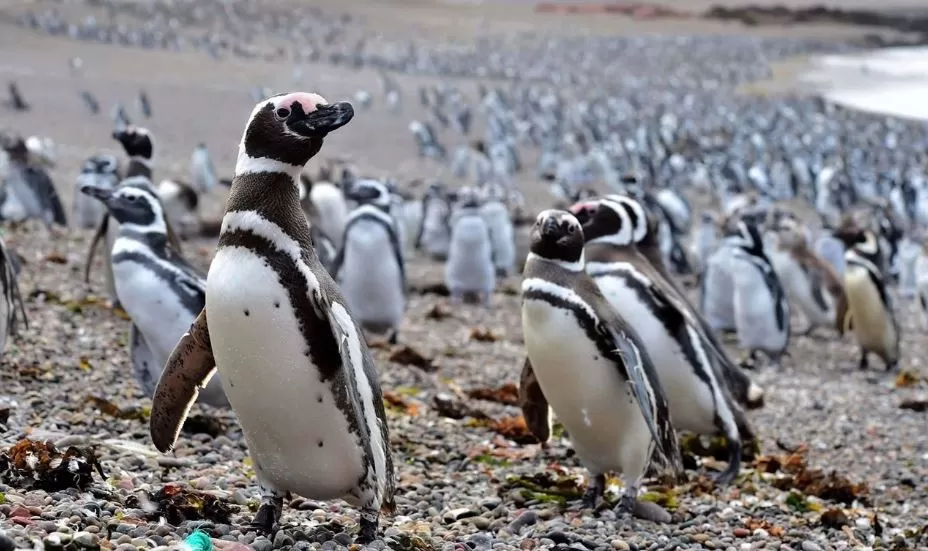 Un satélite de la NASA confirmará cuándo se abrió el camino donde mataron a decenas de pingüinos en Punta Tombo