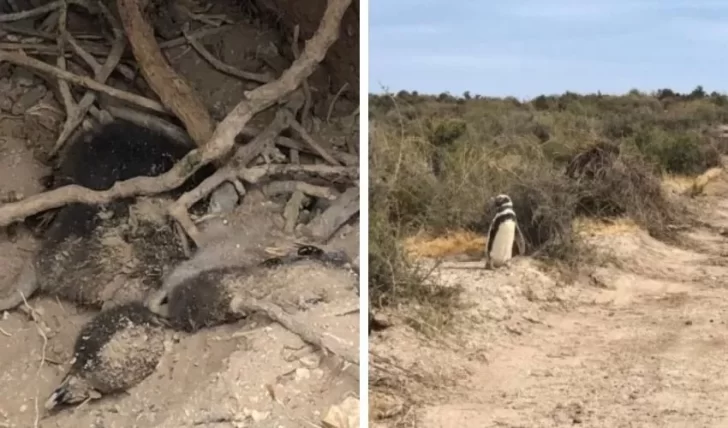 Realizarán un informe técnico para evaluar los daños a una colonia de pingüinos en Chubut