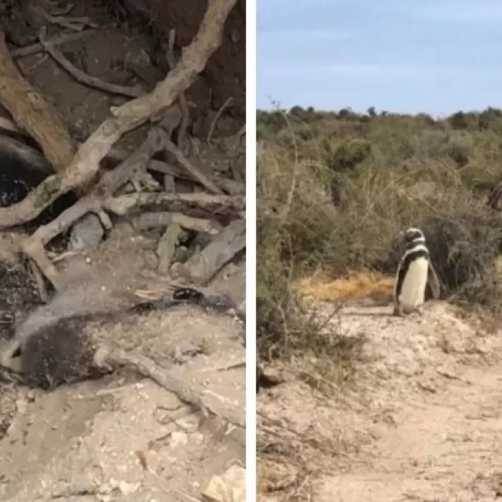 Imputaron al dueño del campo que aplastó 140 nidos de pingüinos: otros ejemplares murieron electrocutados