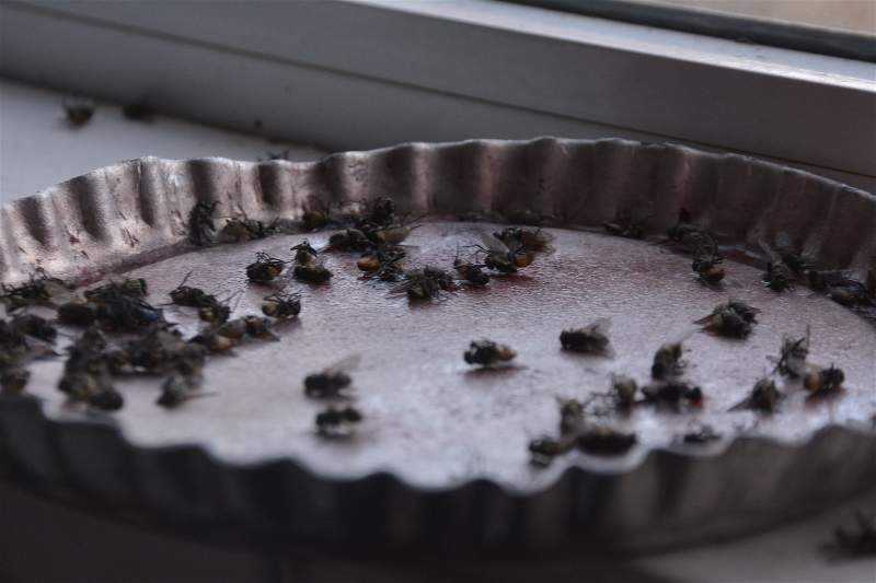 Volvió la invasión de moscas a Río Gallegos: “Los vecinos ya no saben con qué combatirlas” Volvió la invasión de moscas a Río Gallegos: “Los vecinos ya no saben con qué combatirlas”