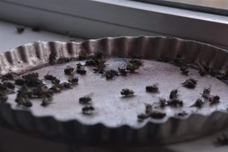 Por si las moscas: 7 remedios caseros para eliminarlas de tu casa