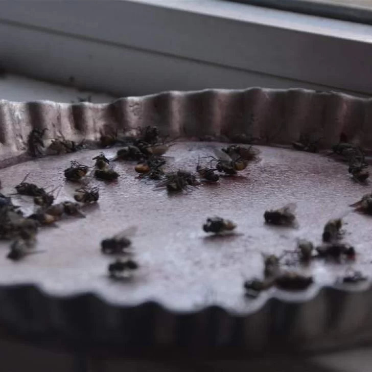 Por si las moscas: 7 remedios caseros para eliminarlas de tu casa