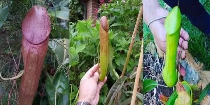 La misteriosa planta carnívora en forma de pene que se hizo viral en redes