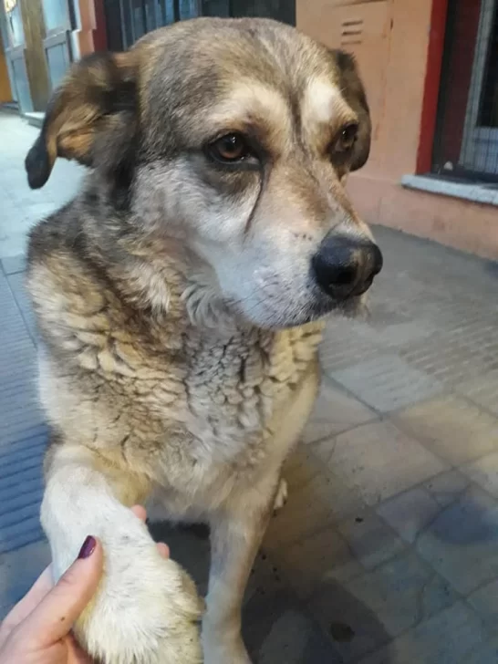 Drogaron a Pochoclo, el perro influencer: le dieron marihuana y le dejaron una ‘tuca’ en el lomo