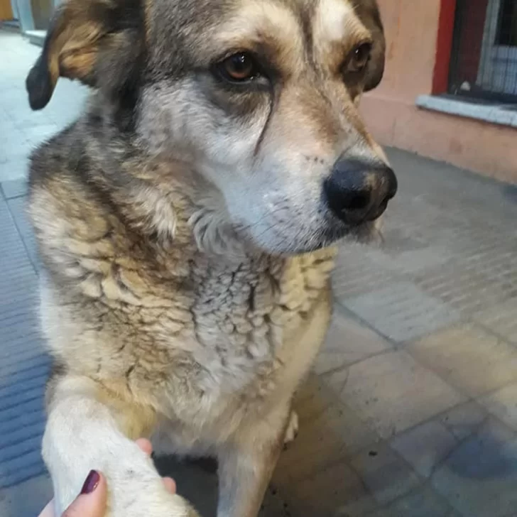 Drogaron a Pochoclo, el perro influencer: le dieron marihuana y le dejaron una ‘tuca’ en el lomo Drogaron a Pochoclo, el perro influencer: le dieron marihuana y le dejaron una ‘tuca’ en el lomo