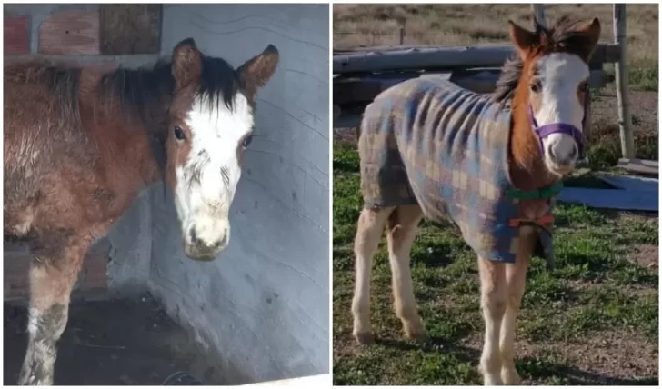 Video. El antes y el después de una potrilla que sufría maltrato animal: imputarán a su dueño
