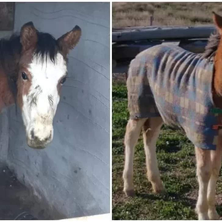 Video. El antes y el después de una potrilla que sufría maltrato animal: imputarán a su dueño