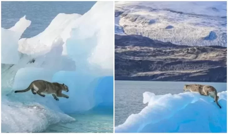 Expertos explicaron por qué no se rescató al puma que apareció en un témpano de glaciar en el Lago Argentino