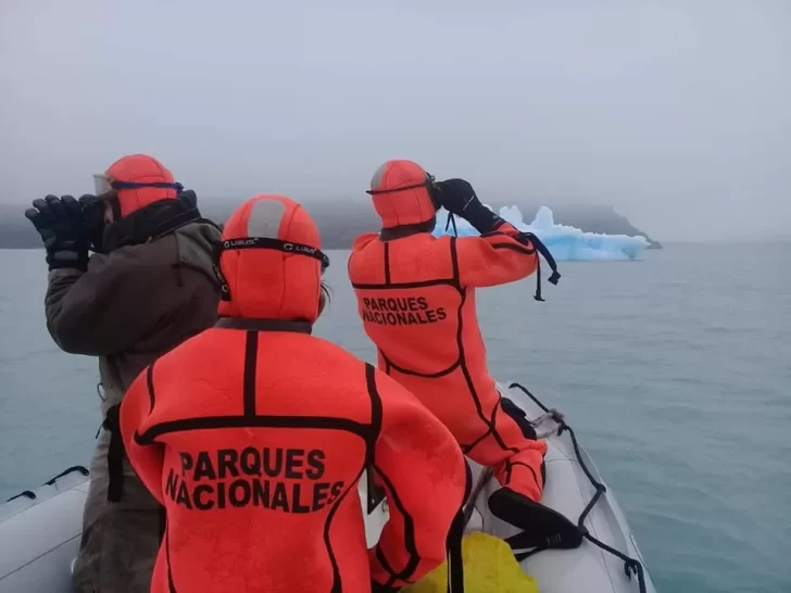 ¿Qué pasó con el puma sobre el témpano de hielo en el Lago Argentino?