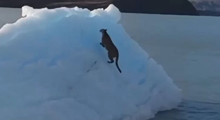 Video insólito. Un puma quedó atrapado en un témpano del glaciar sobre el Lago Argentino