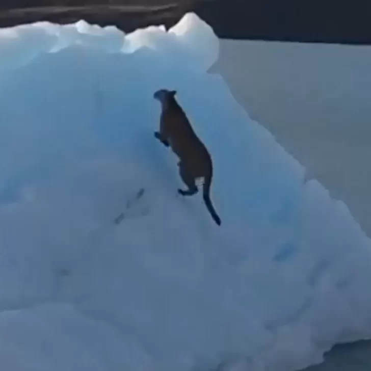 Video insólito. Un puma quedó atrapado en un témpano del glaciar sobre el Lago Argentino