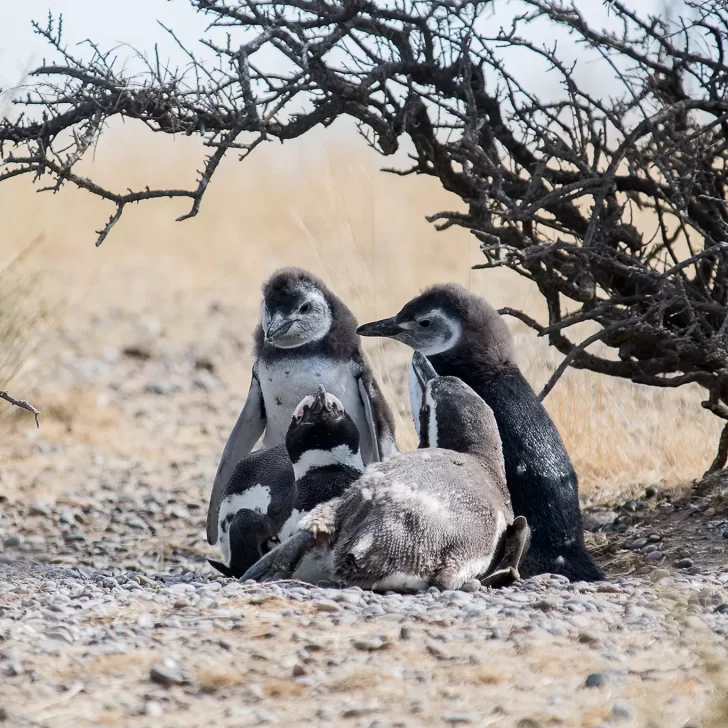 En medio de la alerta por gripe aviar, arranca la temporada de pingüinos en Chubut