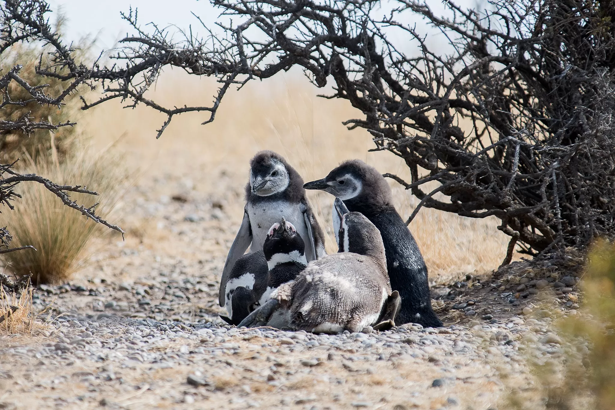 En medio de la alerta por gripe aviar, arranca la temporada de pingüinos en Chubut