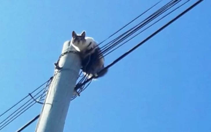 Bomberos héroes en El Calafate: rescataron a un gato de un poste de luz