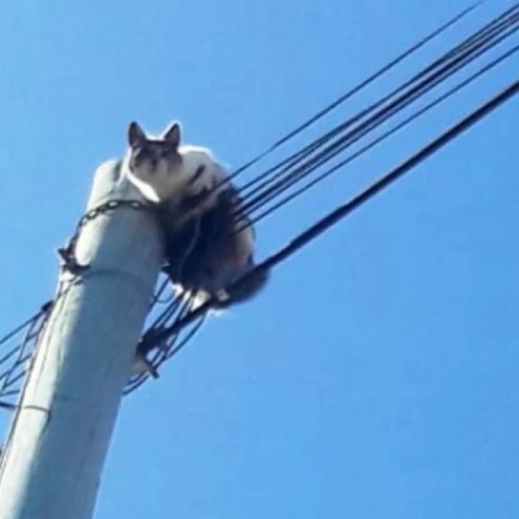 Bomberos héroes en El Calafate: rescataron a un gato de un poste de luz