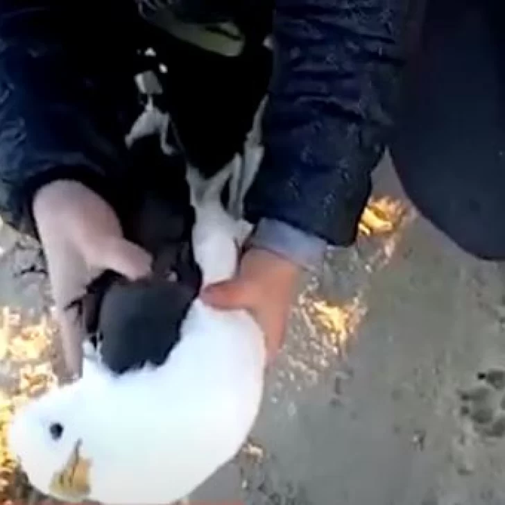 Increíble rescate a una gaviota que estaba atrapada dentro de una bolsa de plástico