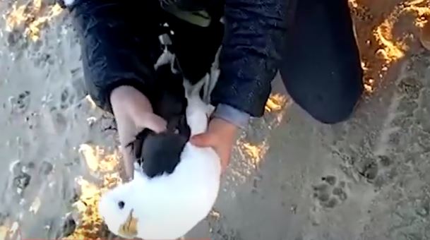 Increíble rescate a una gaviota que estaba atrapada dentro de una bolsa de plástico