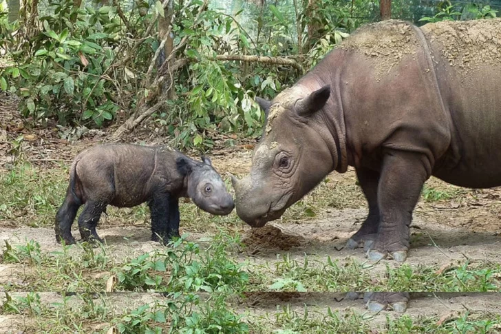 Científicos de Malasia buscan tratar de clonar al rinoceronte de Sumatra