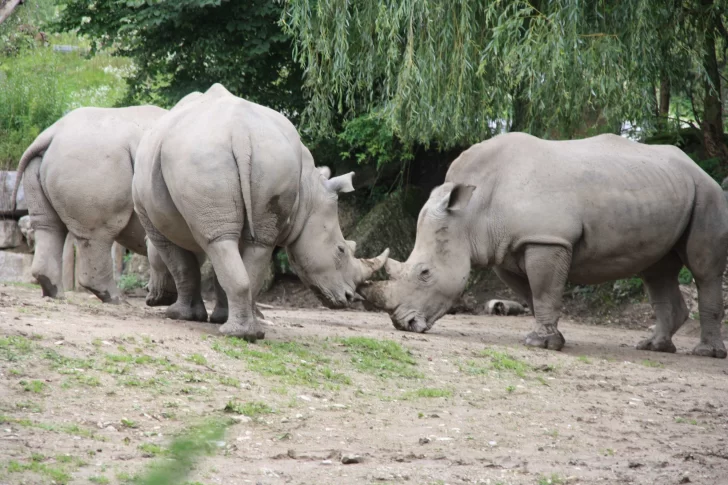 Trágico: un rinoceronte mató a su cuidadora en un zoológico de Austria