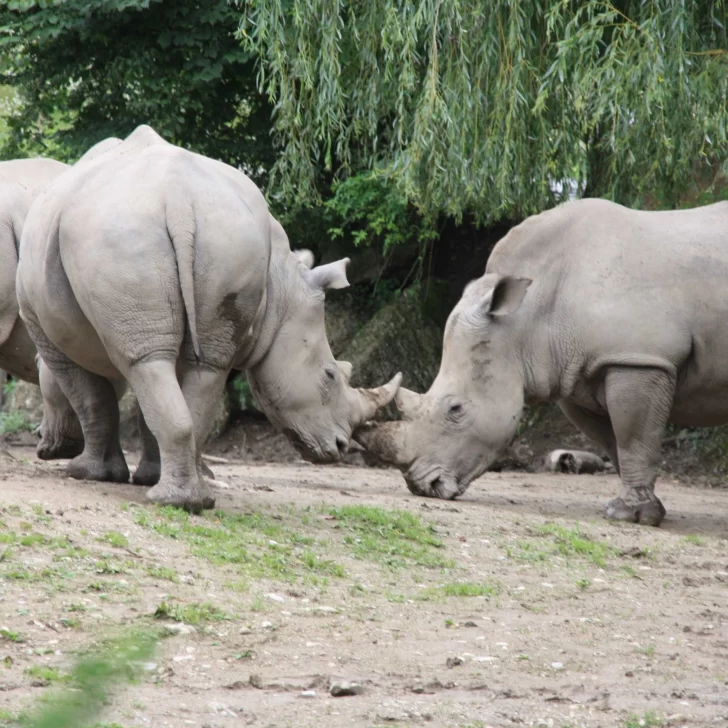 Trágico: un rinoceronte mató a su cuidadora en un zoológico de Austria