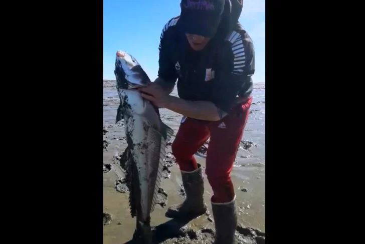 Video. “¡Salió la bestia!”: pescador de Río Gallegos sacó un róbalo de 8 kilos