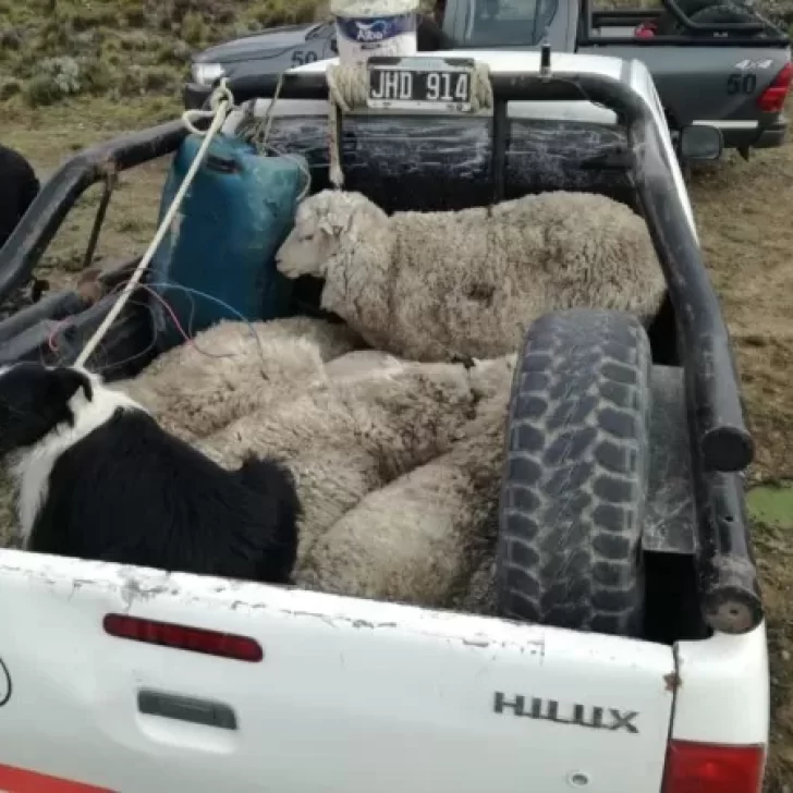 Robaron una docena de ovejas, dejaron maniatadas otras seis y se dieron a la fuga