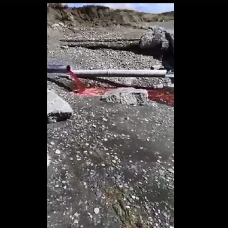 Otra vez sangre: Frigorífico arroja desperdicios a la ría de Gallegos