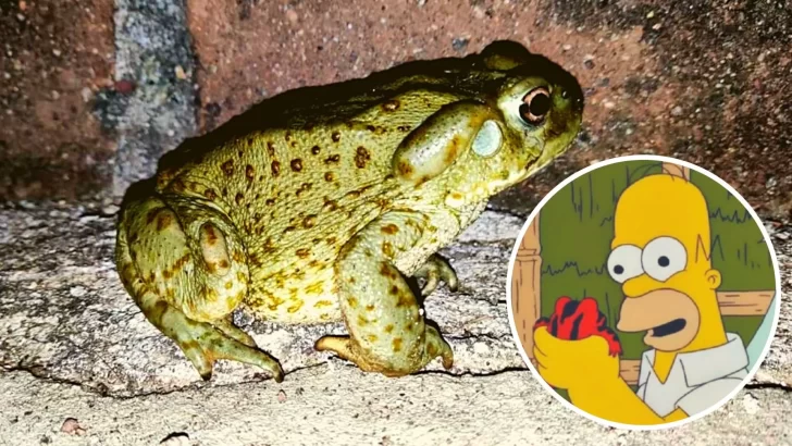 “No lamas el sapo”: la advertencia de un parque nacional sobre los anfibios alucinógenos