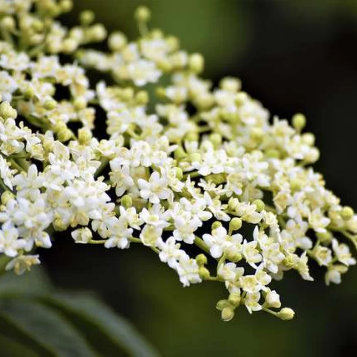 Otro dulce casero en tiempos de coronavirus Otro dulce casero en tiempos de coronavirus