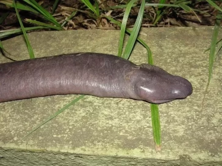 Reapareció la “serpiente pene” que se creía extinguida hace años