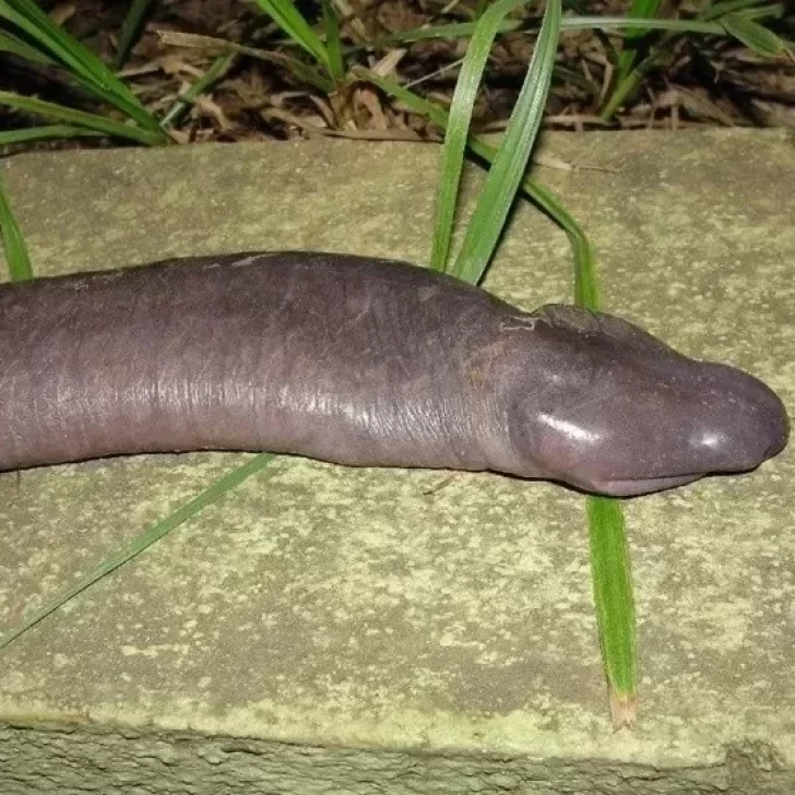 Reapareció la “serpiente pene” que se creía extinguida hace años